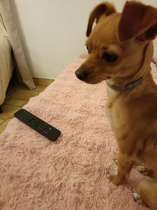Adoção de animais
