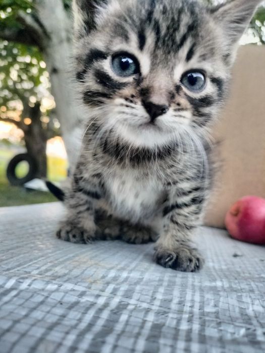 Котик вихований 1,5