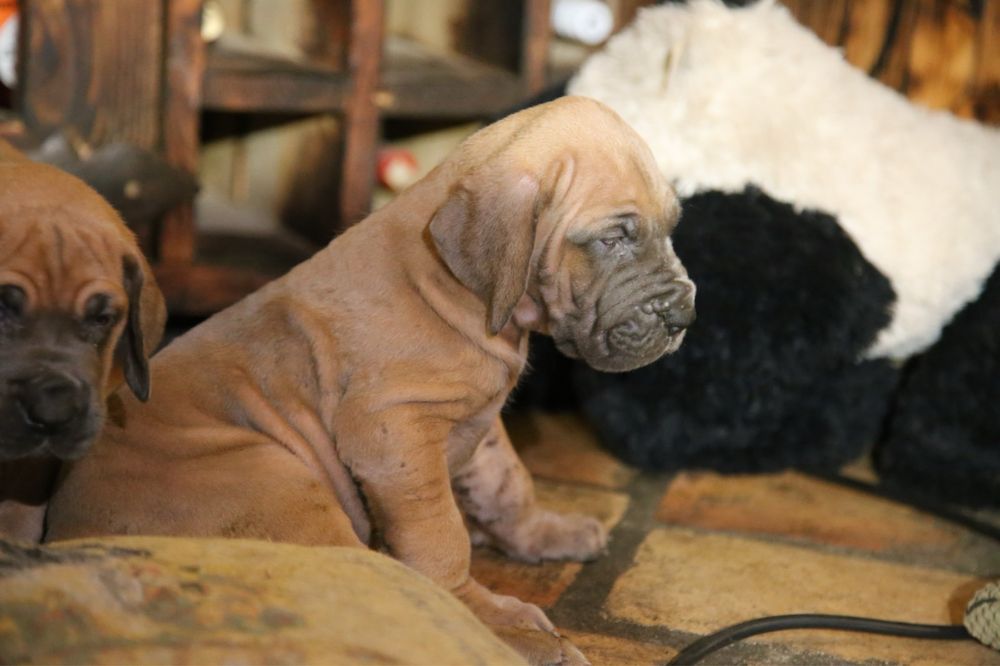 Piękny Szczeniaczek Dog Niemiecki Rodowód FCI