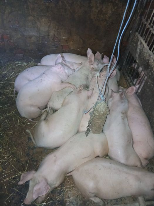 Поросята кабанців