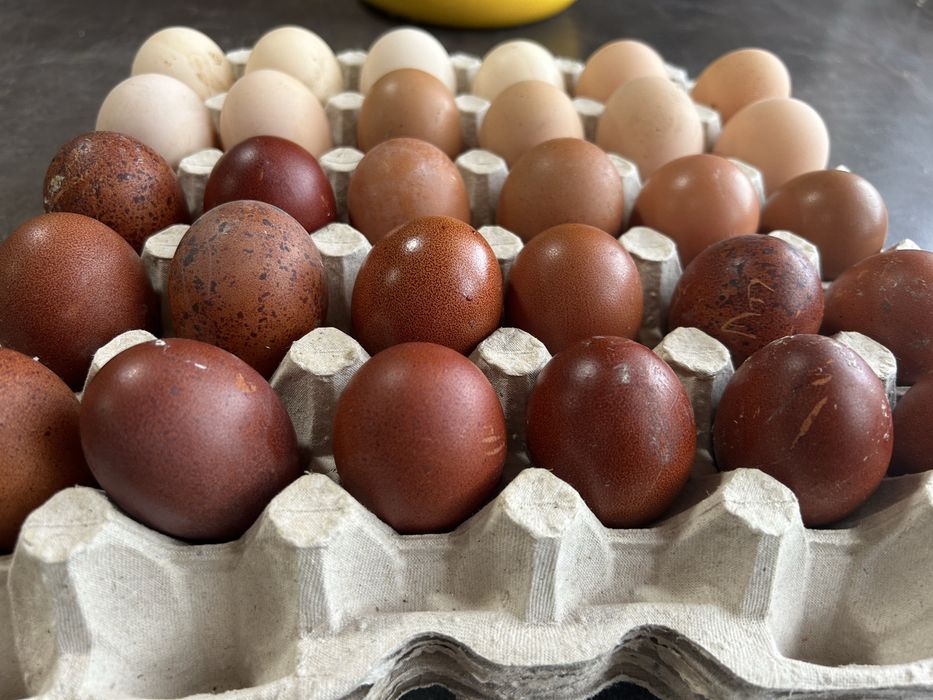 Продам ія марана чорно-мідного