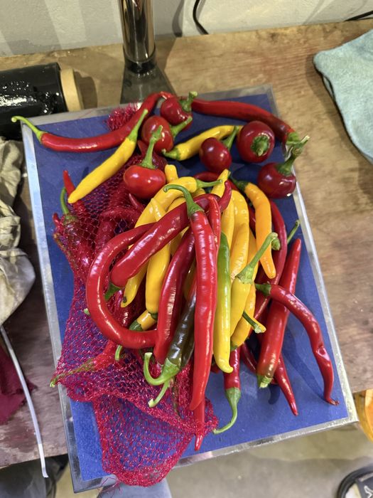 5kg mix papryka ostra
