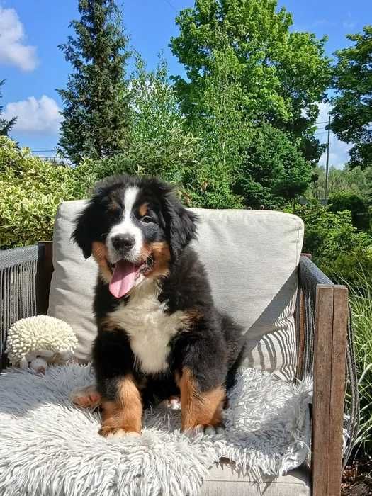 Bouvier Bernois disponível