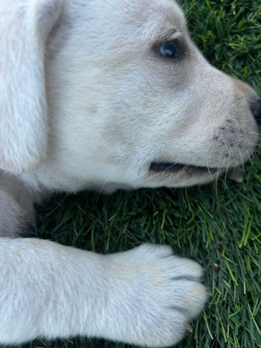 Cachorro Labrador com LOP