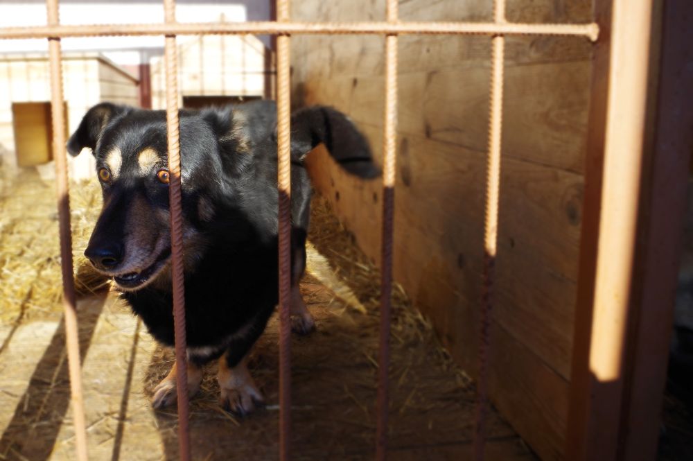 Красиві, вакциновані і стерилізовані собачки в добрі руки