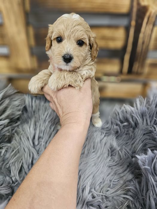 ZAREZERWOWANY  Maltipoo F1 cudny chłopiec