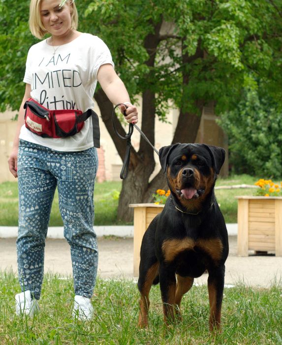 ротвейлер  в'язка