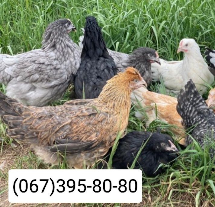 Кури,циплята, Бройлер,качки,гуси