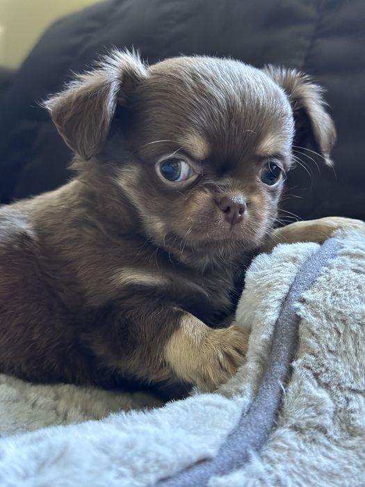 czekoladowy chłopiec Chihuahua