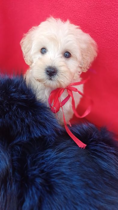 Красуня дівчинка -мальтіпу Ф1.