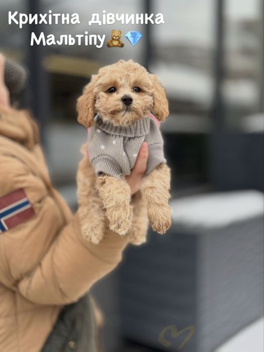Маленькие собачки мальтипу щенки. Милашки. Мальтіпу