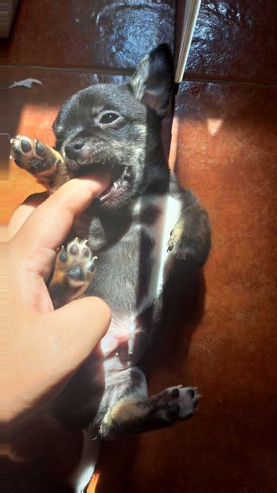 chihuahua de pelo curto