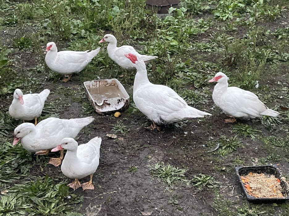 Індокачки мускусні качки