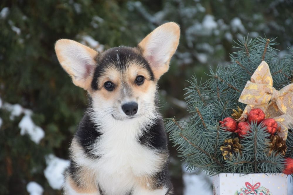 Дівчинка Вельш Коргі Пемброк