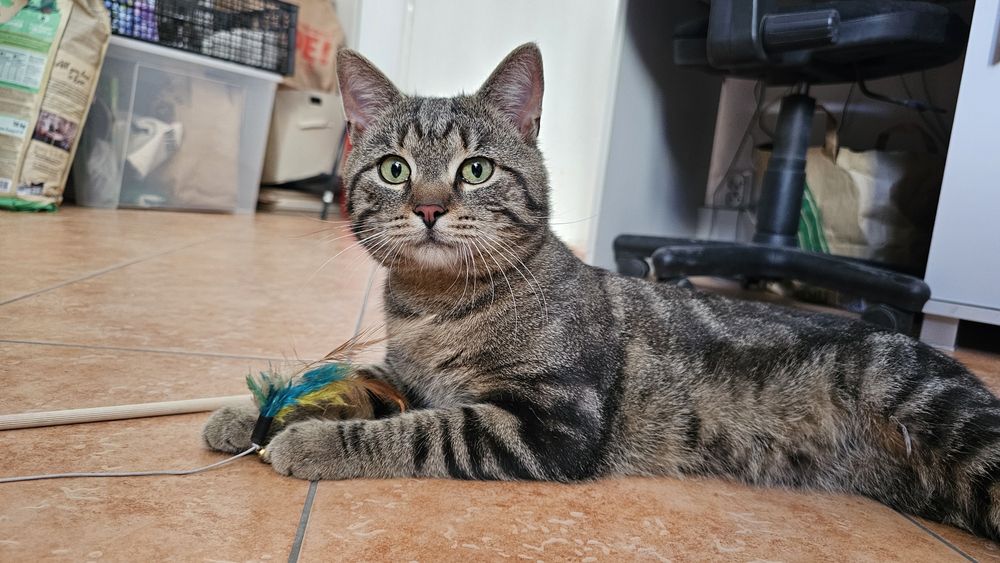 Roczny kiciuś do adopcji