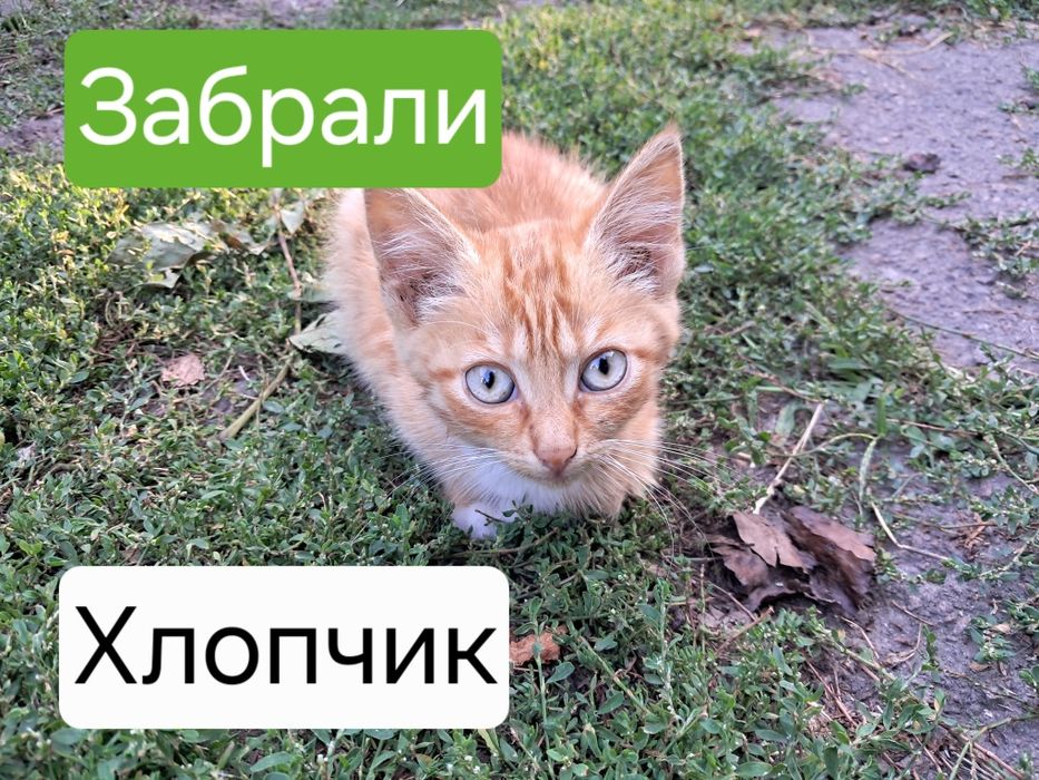Кошенята в добрі руки
