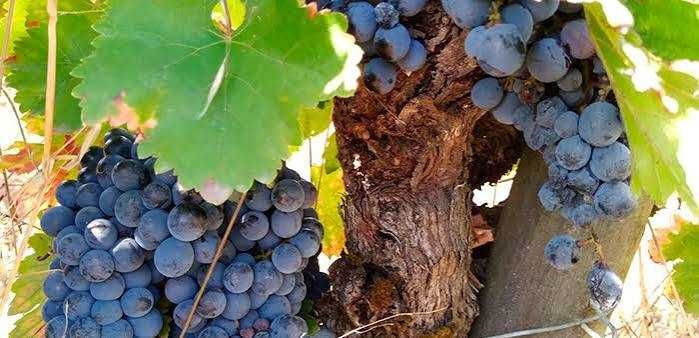 Vendo uvas na zona de Mirandela de varias qualidades