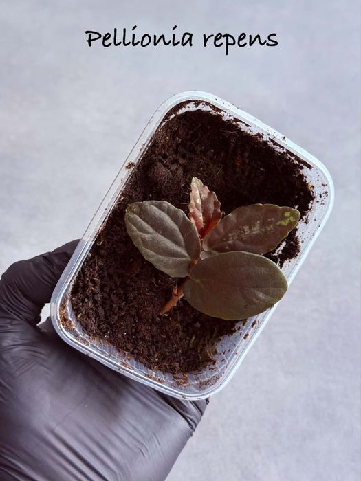 Pellionia Repens