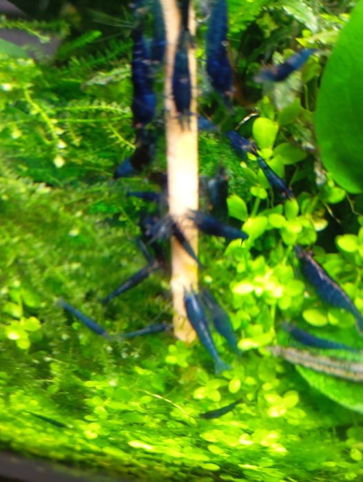 Neocaridinas Blue Dream