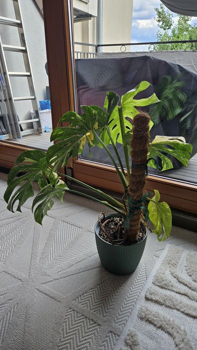 Monstera thai constellation, piękny okaz!