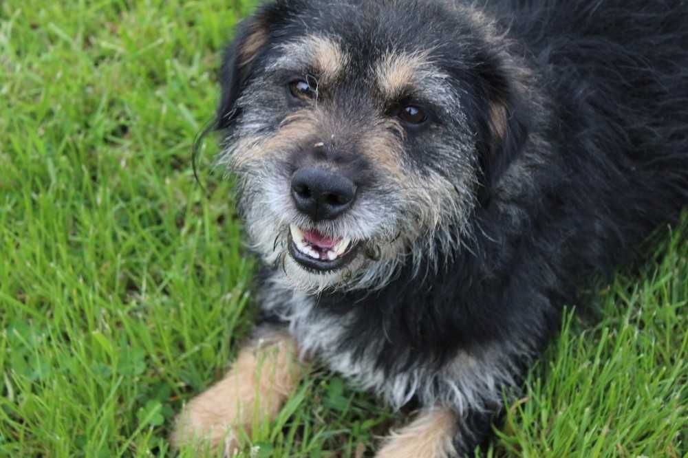 Lucyfer kocha człowieka , ale nie lubi psów - schronisko