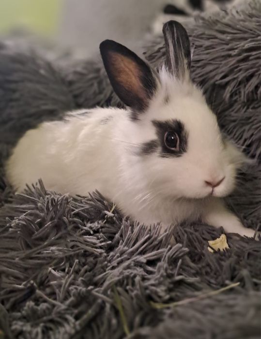 Króliki mianiaturki Teddy Karzeł