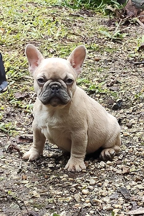 Bulldog Francês Lilac Fawn