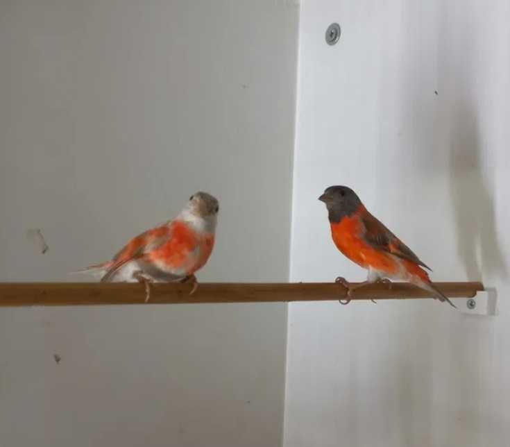 Cardinalitos da venezuela