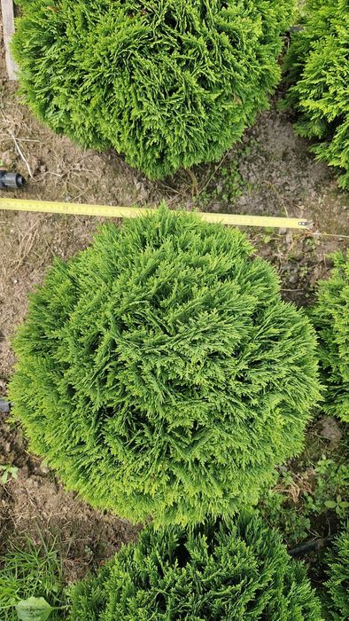 Tuja DANIKA,Thuja Occidentalis DANICA, średnica ok. 50 cm