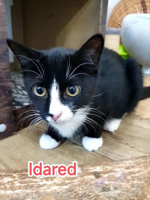 Idared i Ligol kociak do adopcji