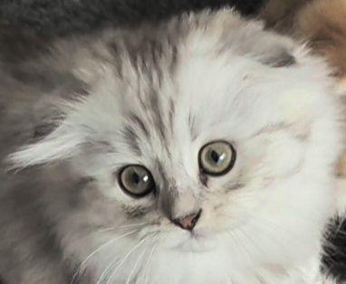 Котёнок, кошечка, шотландцы, вислоухие и прямоухая