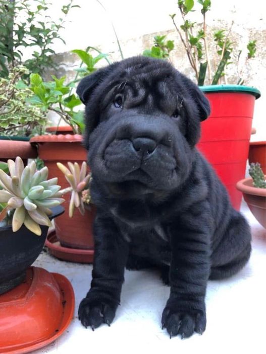 sharpei / Shar Pei macho