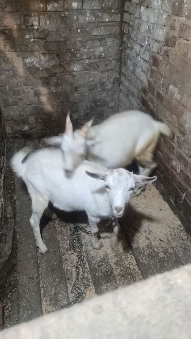 Продам 2 козликів
