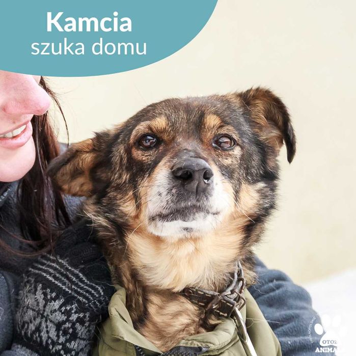 Urocza sunia Kamcia szuka domu!