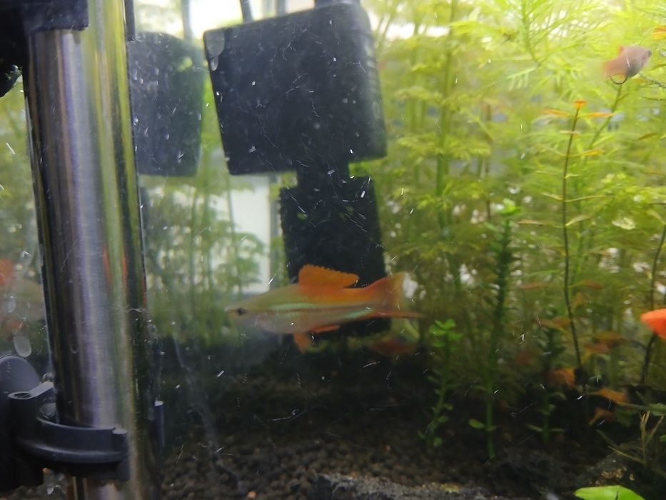 Peixe espada agua quente