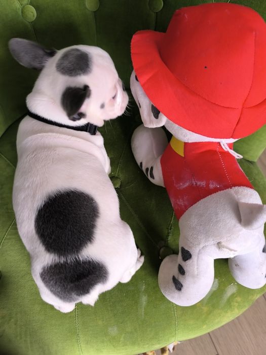 Buldog francuski biało niebieski samiec  pies szczeniak