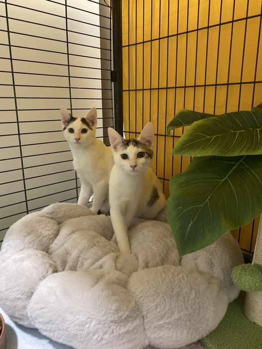 Kociaki szukaja domku