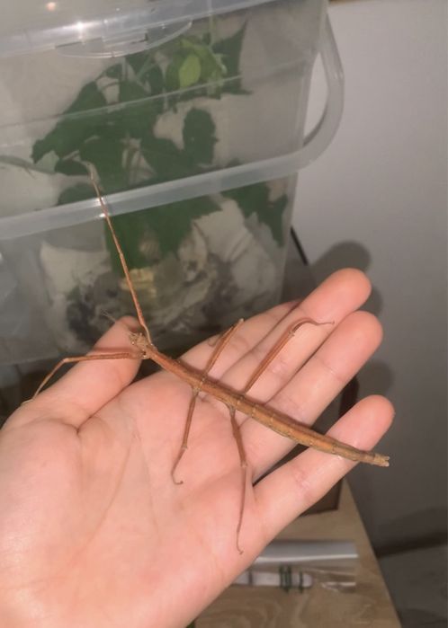 patyczaki do oddanie stadium l1