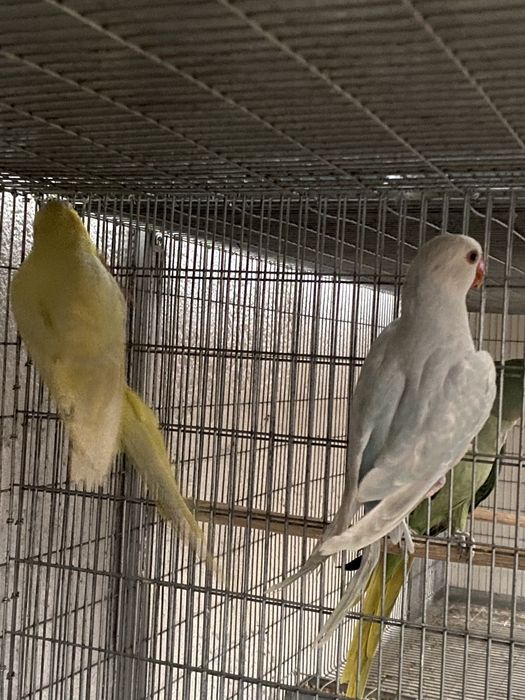 Casal de Ring Neches