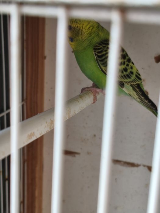 Piriquitos australianos