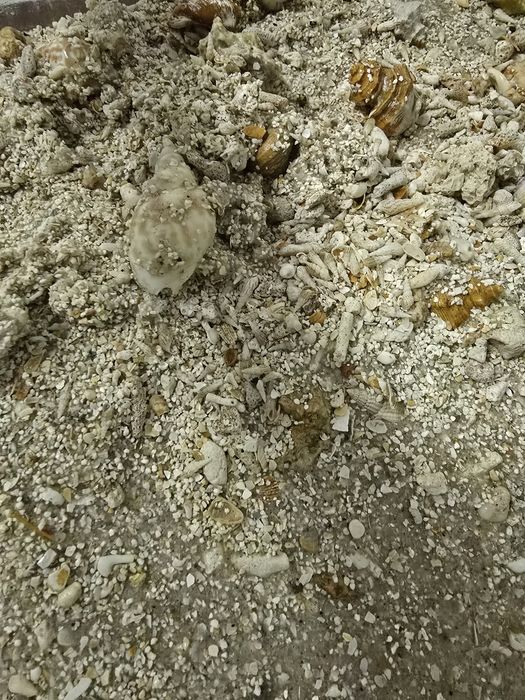 Areia de coral Aquario