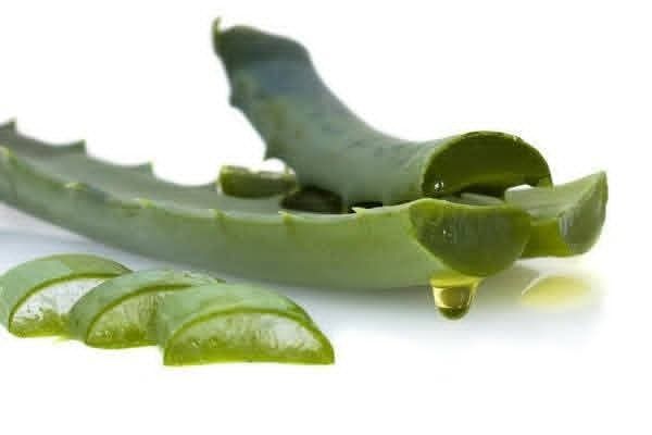 Великий кущь 5 річний Алое Вера