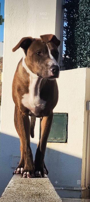 Adoção Responsável