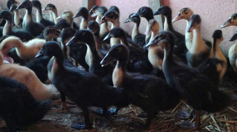 Kaczki różnego rodzaju młode pisklęta do dalszego odchowu