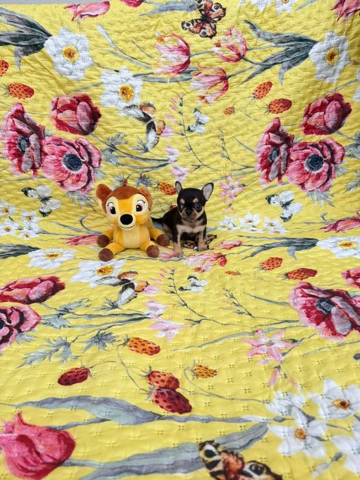 Chihuahua  macho mini