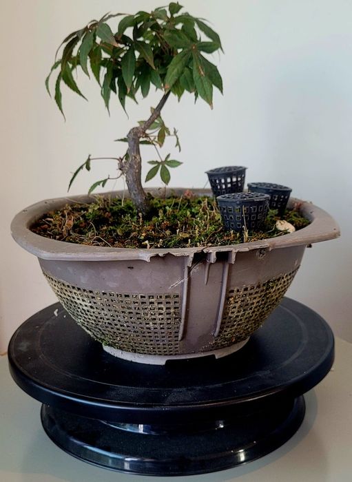 Bonsai de ácer palmatum