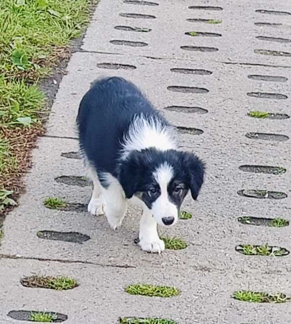 Border collie samiec z rodowodem