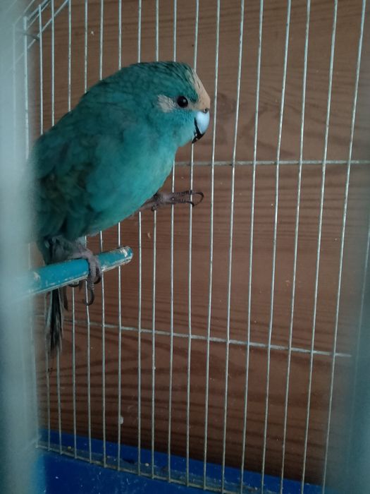 Продам самчика ручний