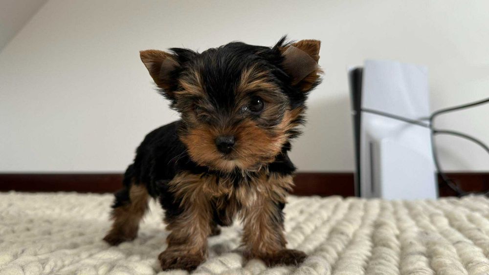 Chłopczyk Yorkshire Terrier Miniaturka z Rodowodem