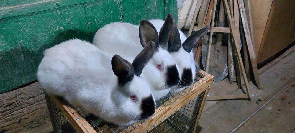 Кролі кролики на плем'я